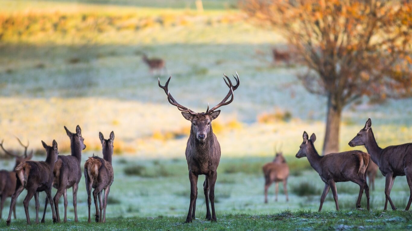 Winter-Deer-park-cropped